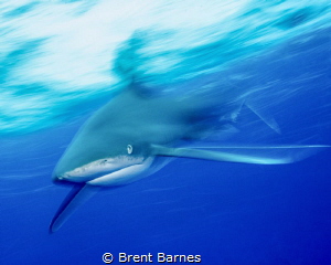 Slow shutter speed to show an Oceanic White tip shark in ... by Brent Barnes 